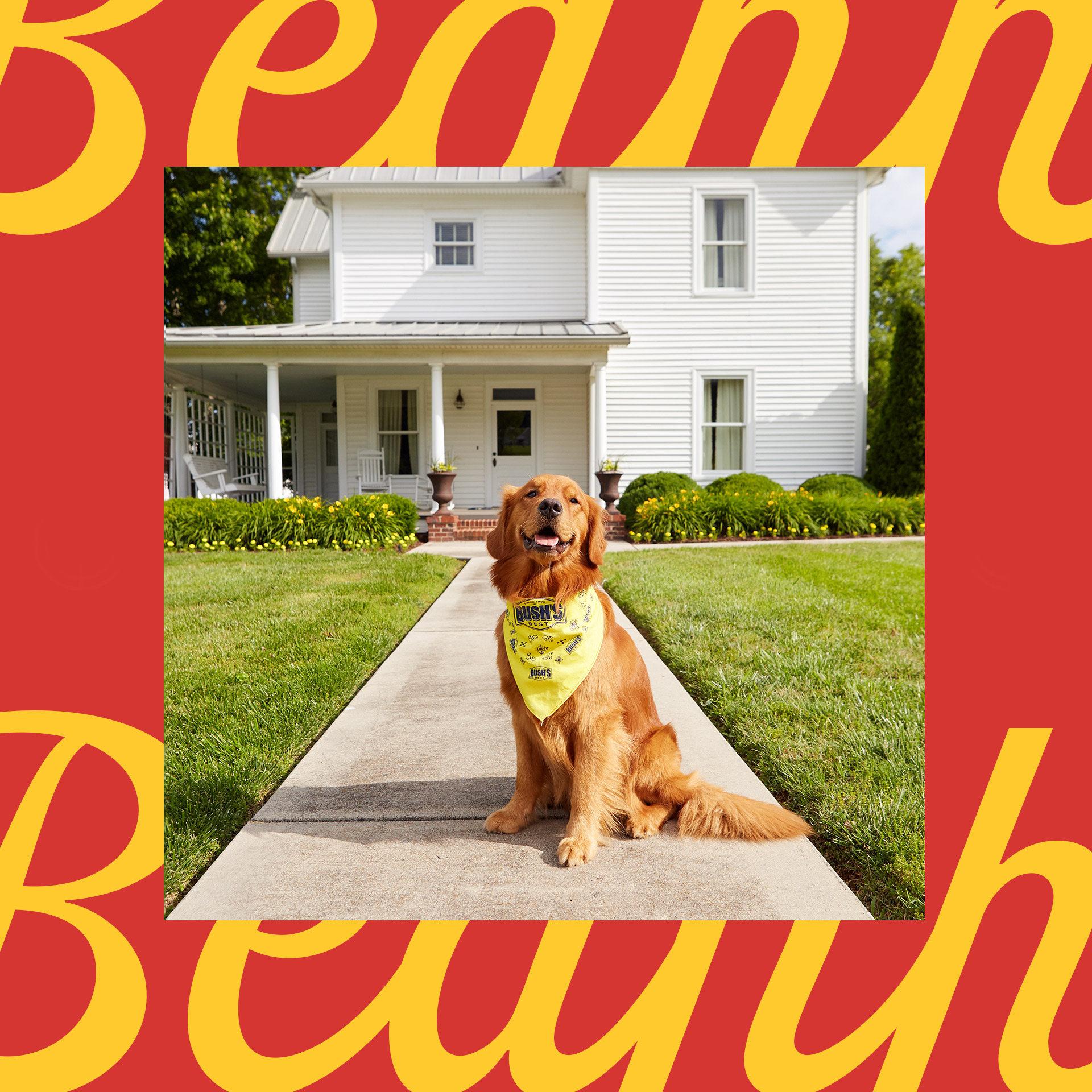 Bush’s Beans mascot dog Duke standing in front of a white house with front porch wearing yellow bandana