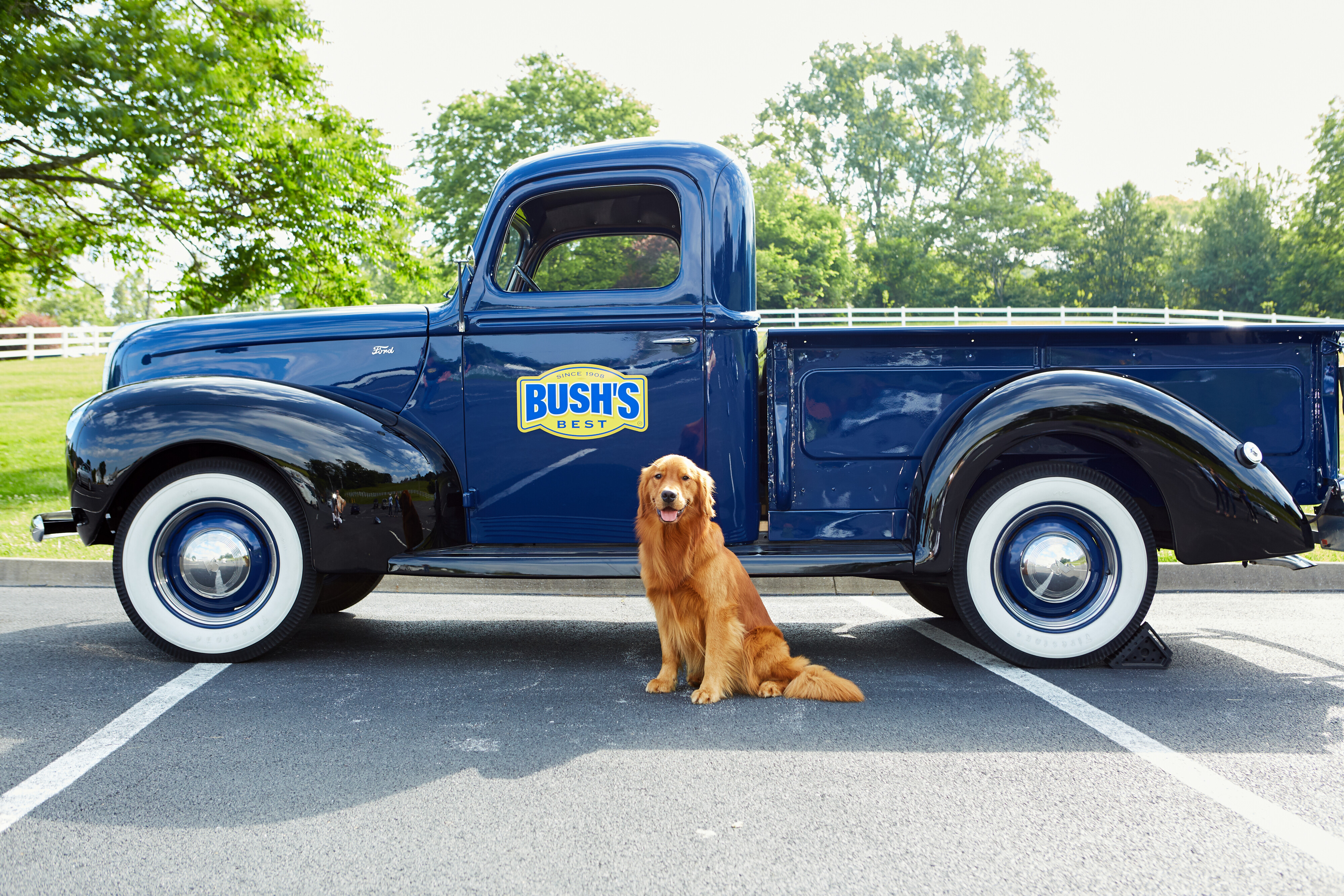 A golden retriever in front of a vintage pickup truck