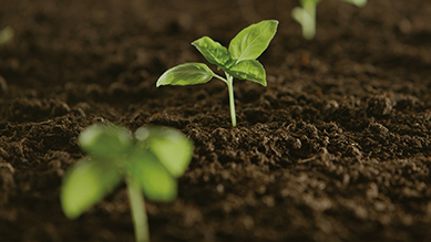 view Sustentabilidad page